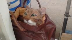 needle felting frome independent black dog ginger cat 