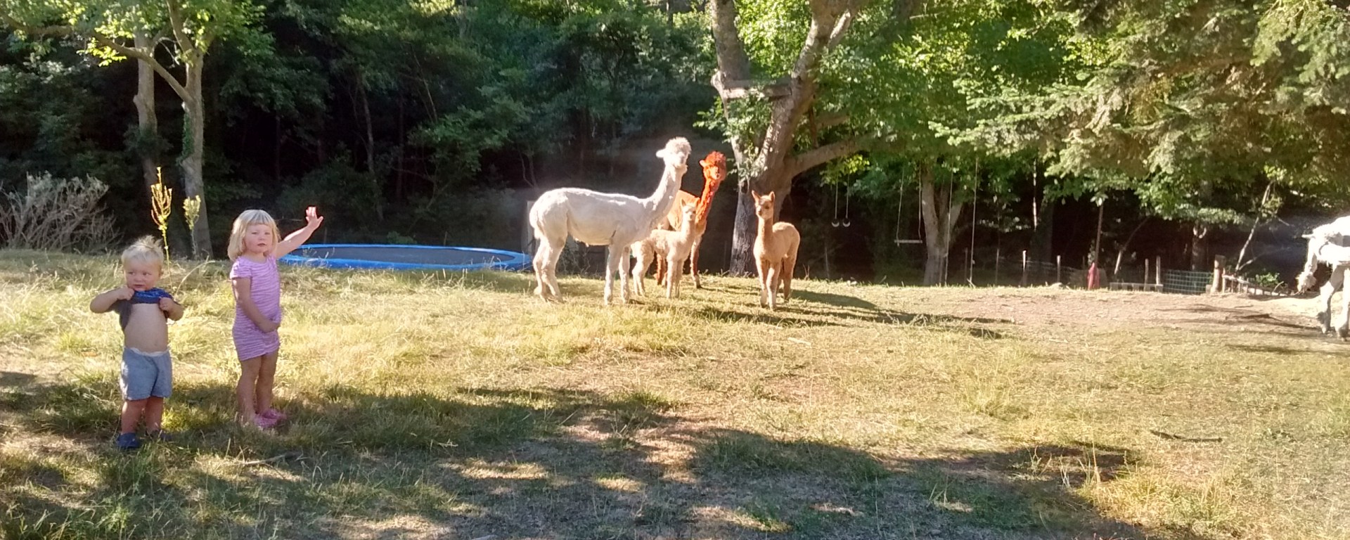 alpacas france free range kids