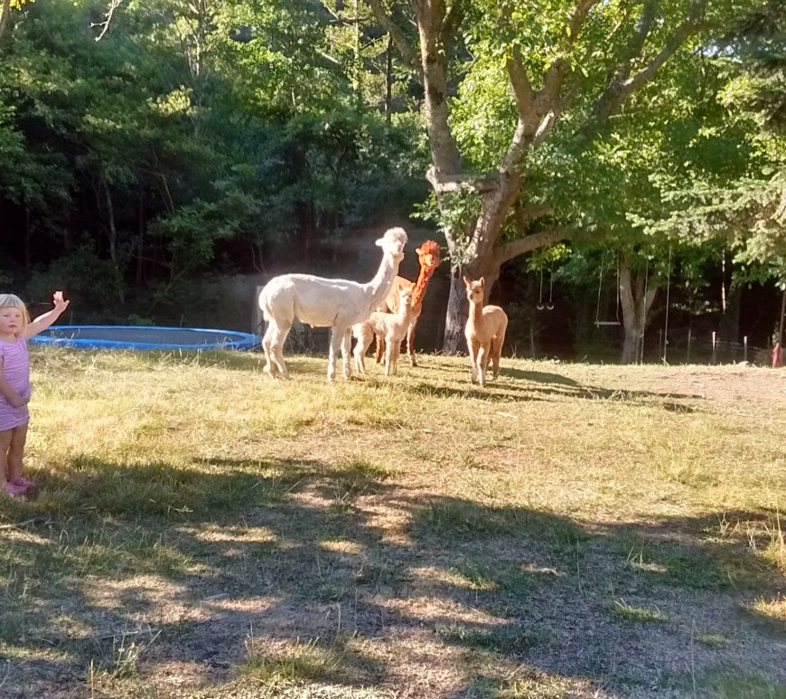 alpacas france free range kids