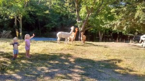 alpacas france free range kids