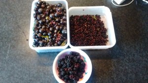 blackberries elderberries sloe foraging jam recipes