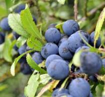 sloe foraging