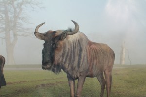 misty bison longleat
