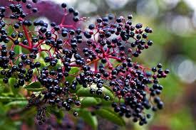 elderberries