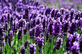 lavender